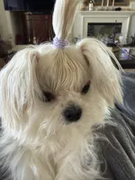 America, a female Maltese for sale in Rancho Cucamonga, CA – 1 of 1