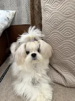 America, a female Maltese for sale in Rancho Cucamonga, CA – 3 of 5