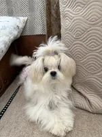 America, a female Maltese for sale in Rancho Cucamonga, CA – 2 of 5