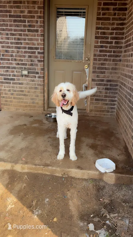 Parents – Bernedoodle puppy for sale in Crowley, TX