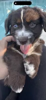 Boy #2, a  Aussiedoodle for sale in Orlando, FL – Photo 2 of 2
