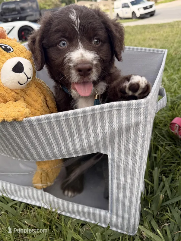 Boy #2 – Aussiedoodle puppy for sale in Orlando, FL