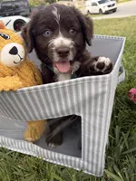 Boy #2, a  Aussiedoodle for sale in Orlando, FL – Photo 1 of 2