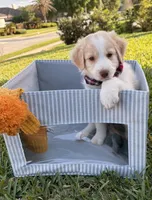 Boy #1, a  Aussiedoodle for sale in Orlando, FL – Photo 2 of 2
