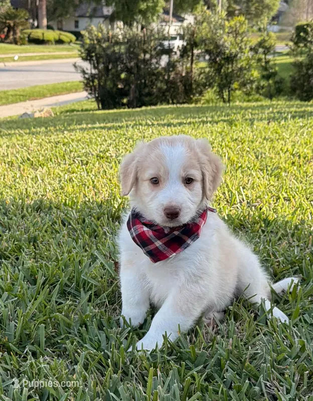 Boy #1 – Aussiedoodle puppy for sale in Orlando, FL