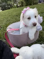 Girl#1, a  Aussiedoodle for sale in Orlando, FL – Photo 2 of 3