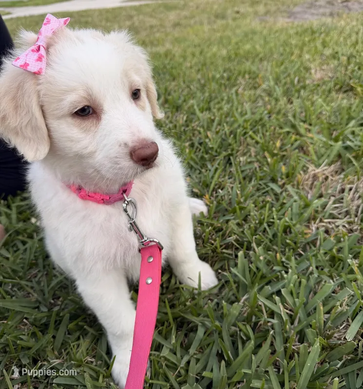 Girl#1 – Aussiedoodle puppy for sale in Orlando, FL
