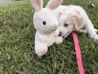 Girl#1, a  Aussiedoodle for sale in Orlando, FL – Photo 3 of 3