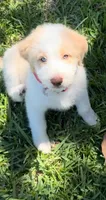 Mia, a female Aussiedoodle for sale in Orlando, FL – Photo 2 of 6