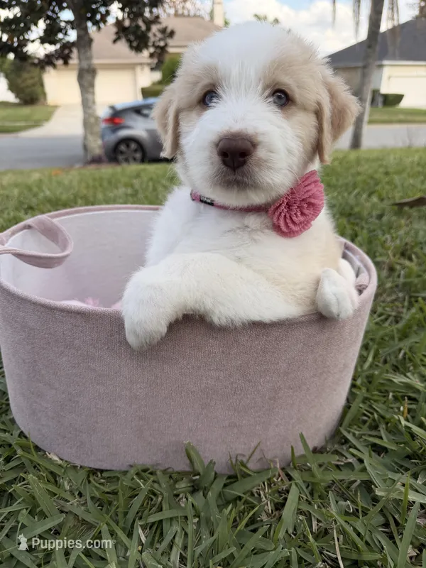 Girl#3 – Aussiedoodle puppy for sale in Orlando, FL