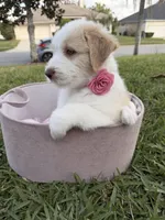 Girl#3, a  Aussiedoodle for sale in Orlando, FL – Photo 3 of 4