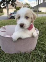 Girl#3, a  Aussiedoodle for sale in Orlando, FL – Photo 2 of 4