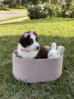 Girl#2, a  Aussiedoodle for sale in Orlando, FL – Photo 2 of 4
