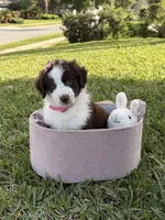 Girl#2, a  Aussiedoodle for sale in Orlando, FL – Photo 1 of 4