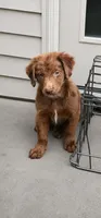 Tigger, a male Australian Shepherd and Golden Retriever for sale in Bicknell, IN – 3 of 3