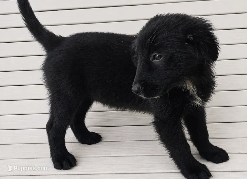 Kanga – Australian Shepherd, Golden Retriever puppy for sale in Bicknell, IN