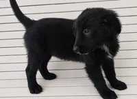Kanga, a female Australian Shepherd and Golden Retriever for sale in Bicknell, IN – 1 of 3
