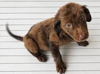 Tigger, a male Australian Shepherd and Golden Retriever for sale in Bicknell, IN – 2 of 3