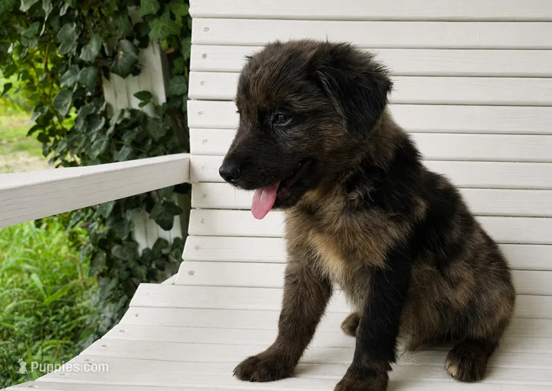 ROO – Australian Shepherd, Golden Retriever puppy for sale in Bicknell, IN