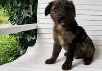 ROO, a male Australian Shepherd and Golden Retriever for sale in Bicknell, IN – 3 of 3