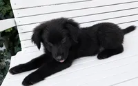 Eeyore, a male Australian Shepherd and Golden Retriever for sale in Bicknell, IN – 2 of 3