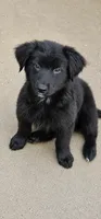 Eeyore, a male Australian Shepherd and Golden Retriever for sale in Bicknell, IN – 3 of 3