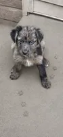 ROO, a male Australian Shepherd and Golden Retriever for sale in Bicknell, IN – 2 of 3