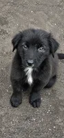 Kanga, a female Australian Shepherd and Golden Retriever for sale in Bicknell, IN – 3 of 3