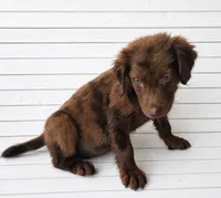 Tigger, a male Australian Shepherd and Golden Retriever for sale in Bicknell, IN – 1 of 3