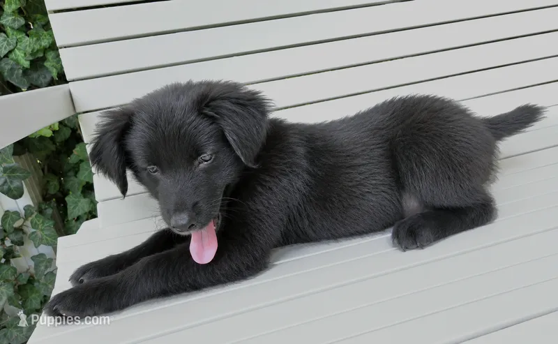 Eeyore – Australian Shepherd, Golden Retriever puppy for sale in Bicknell, IN