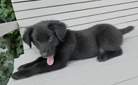 Eeyore, a male Australian Shepherd and Golden Retriever for sale in Bicknell, IN – 1 of 3