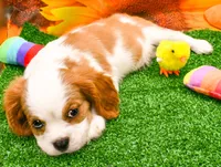 Sir Cuddles, a male Cavalier King Charles Spaniel for sale in Bunker Hill, IL – 8 of 8