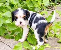 Steve, a male Cavalier King Charles Spaniel for sale in Bunker Hill, IL – 4 of 6