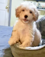 Jimmy, a male Cavapoo for sale in Bunker Hill, IL – 8 of 8