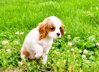 Maple, a female Cavalier King Charles Spaniel for sale in Bunker Hill, IL – 3 of 8