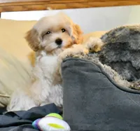 Miriele, a female Cavapoo for sale in Bunker Hill, IL – 3 of 9