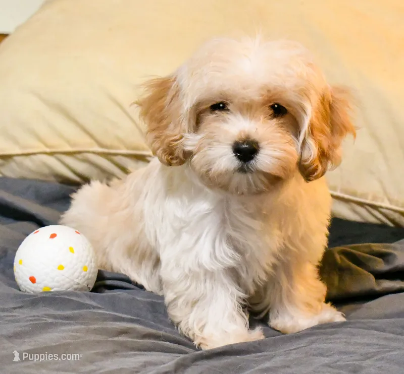 Miriele – Cavapoo puppy for sale in Bunker Hill, IL