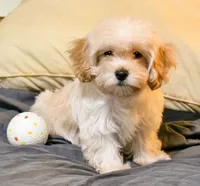 Miriele, a female Cavapoo for sale in Bunker Hill, IL – 1 of 9