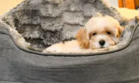 Miriele, a female Cavapoo for sale in Bunker Hill, IL – 8 of 9