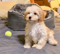 Jimmy, a male Cavapoo for sale in Bunker Hill, IL – 5 of 8