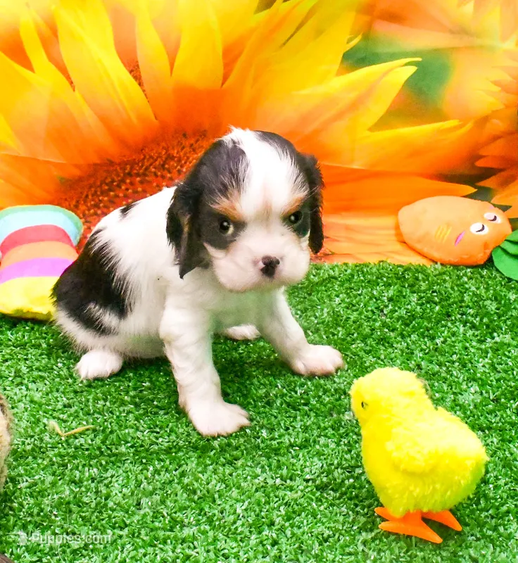 Steve – Cavalier King Charles Spaniel puppy for sale in Bunker Hill, IL