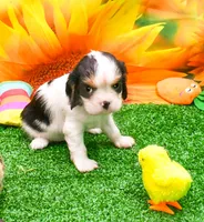 Steve, a male Cavalier King Charles Spaniel for sale in Bunker Hill, IL – 1 of 6