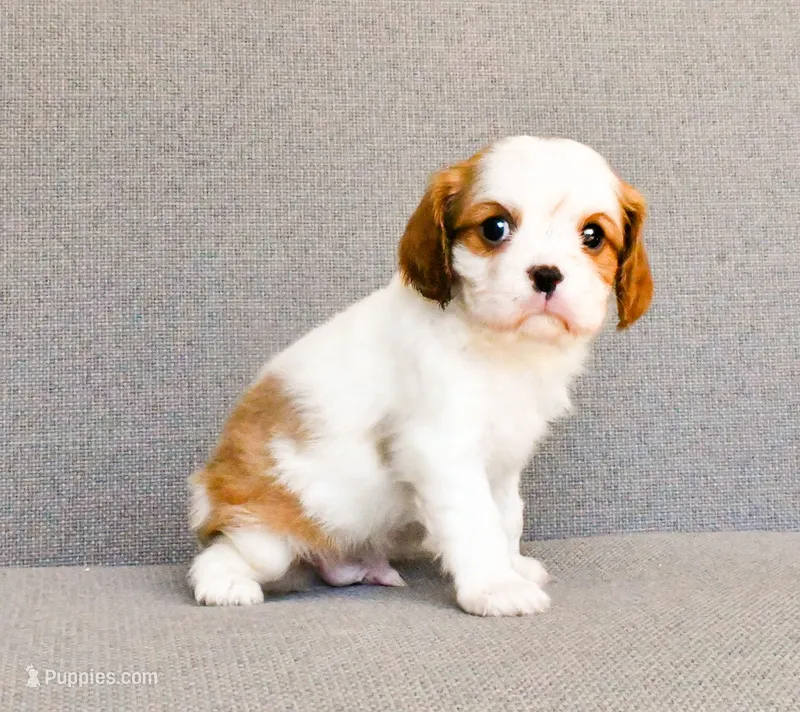 Frank – Cavalier King Charles Spaniel puppy for sale in Bunker Hill, IL