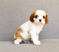 Frank, a male Cavalier King Charles Spaniel for sale in Bunker Hill, IL – 1 of 7
