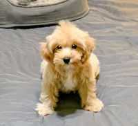Genius, a male Cavapoo for sale in Bunker Hill, IL – 2 of 7