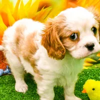 K.B., a male Cavalier King Charles Spaniel for sale in Bunker Hill, IL – Photo 7 of 7