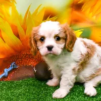 K.B., a male Cavalier King Charles Spaniel for sale in Bunker Hill, IL – Photo 3 of 7