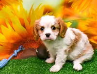 K.B., a male Cavalier King Charles Spaniel for sale in Bunker Hill, IL – Photo 2 of 7