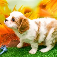 K.B., a male Cavalier King Charles Spaniel for sale in Bunker Hill, IL – Photo 4 of 7