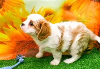 K.B., a male Cavalier King Charles Spaniel for sale in Bunker Hill, IL – Photo 6 of 7
